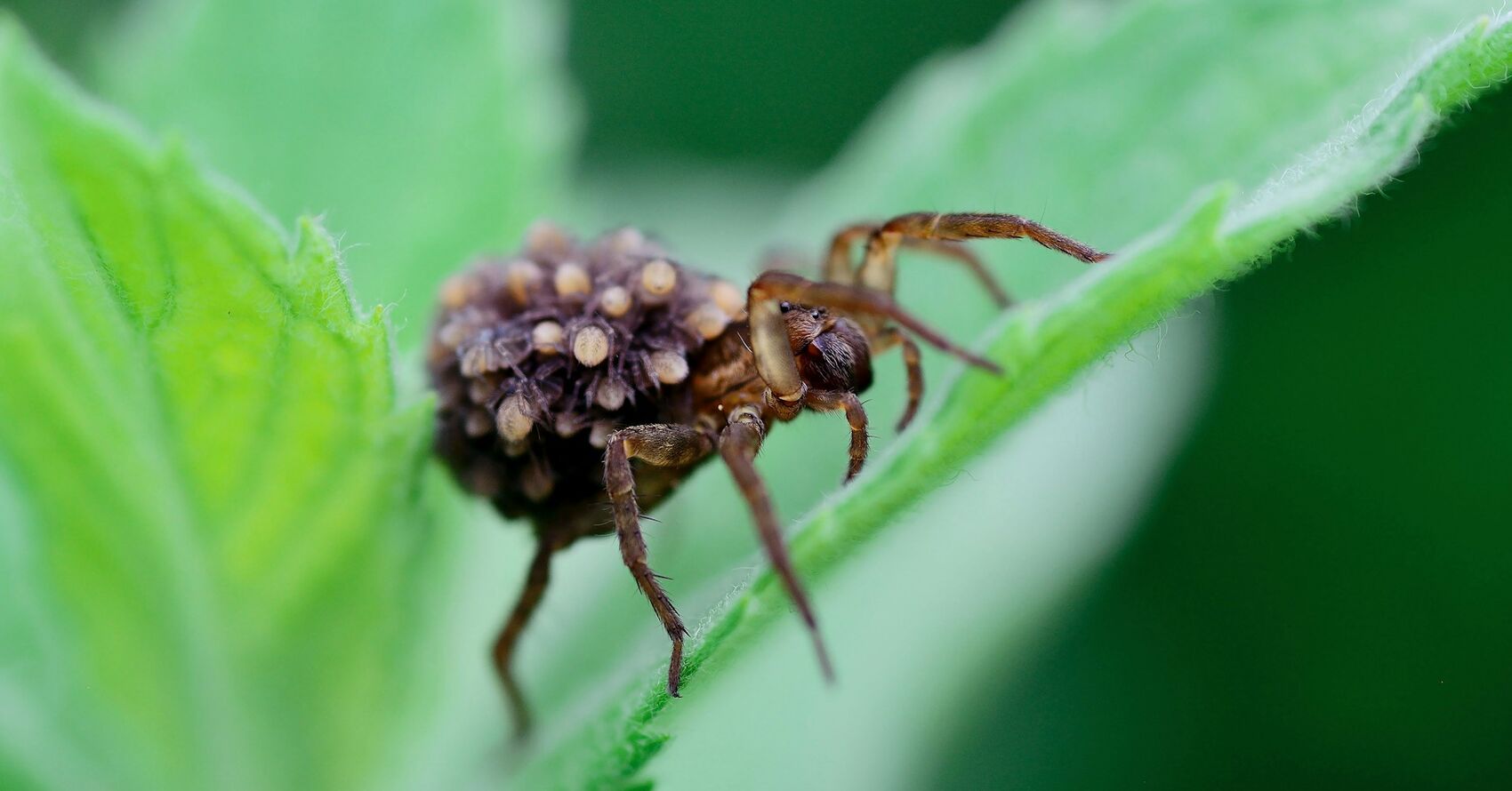 Inspiring Insects Photo Contest
